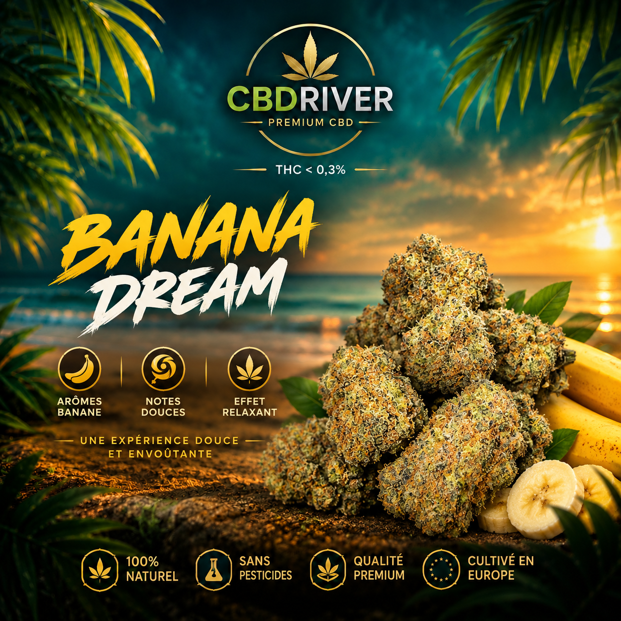 BANANA DREAM